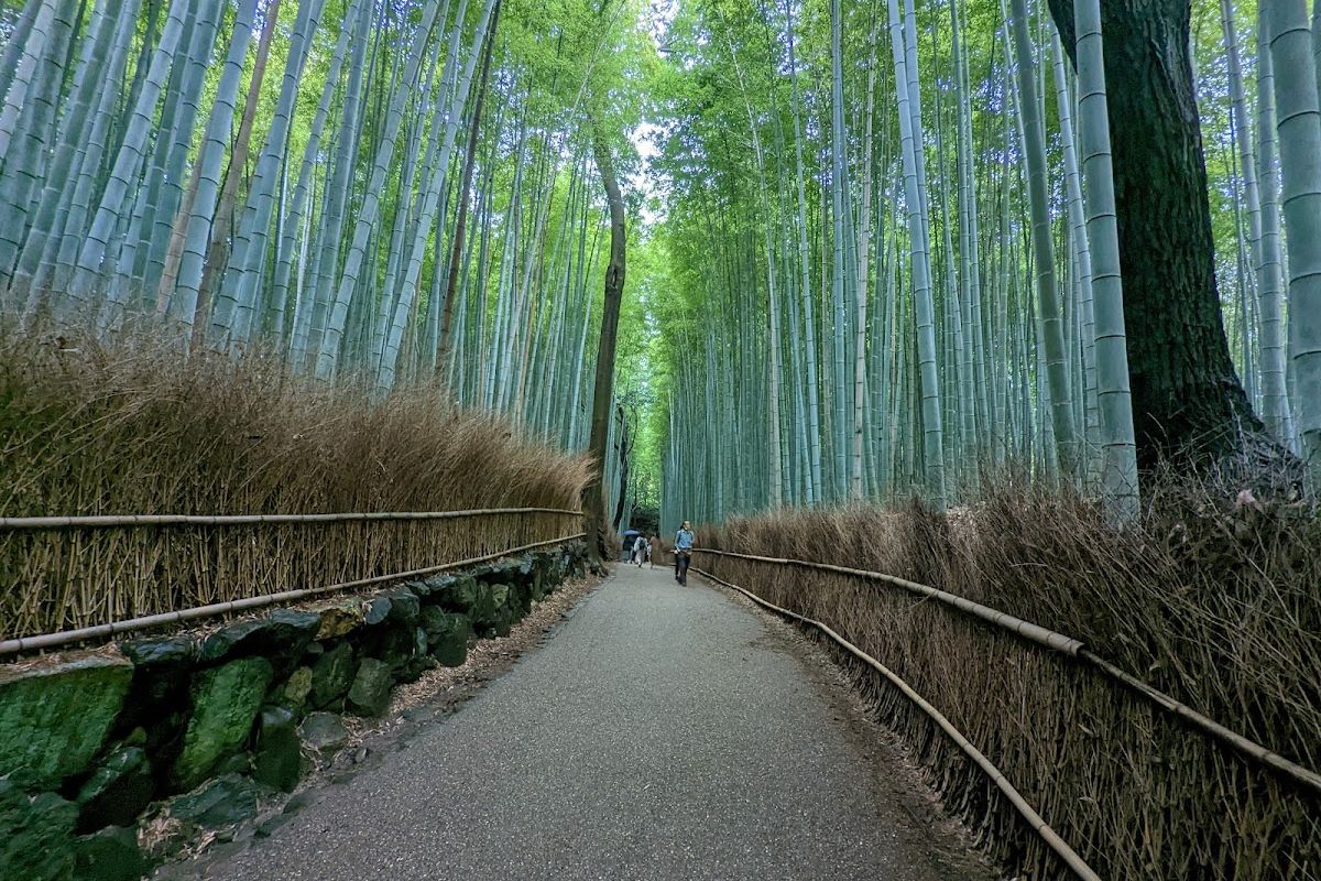 Arashiyama Bamboo Grove attraction in Taiwan